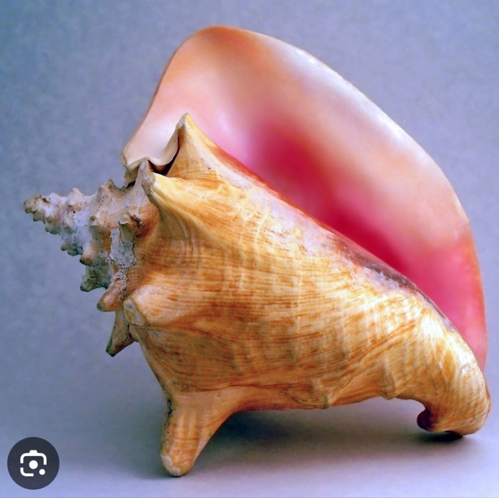 🐚 S925 Queen Conch "Carved" Rose Pendants - Picture 4 of 4